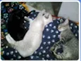 Buzz /Felix e Lince