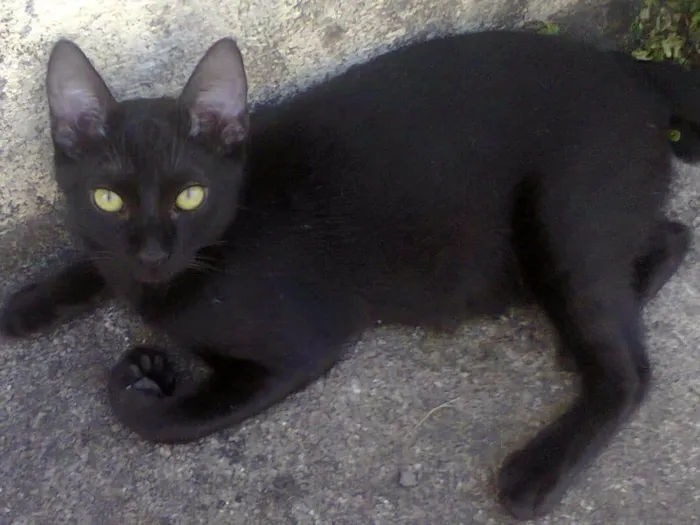 Gato ra a SRD-ViraLata idade 7 a 11 meses nome Buzz /Felix e Lince