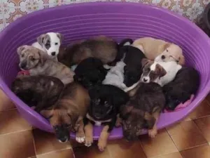 Cachorro raça SRD-ViraLata idade 2 a 6 meses nome Bebês 