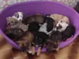 Bebês
