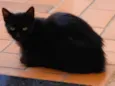 Pretinha 