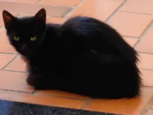 Gato raça SRD idade 7 a 11 meses nome Pretinha 