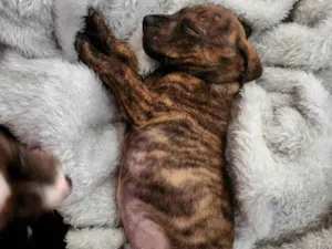Cachorro raça SRD-ViraLata idade 2 a 6 meses nome Calvin Klein 