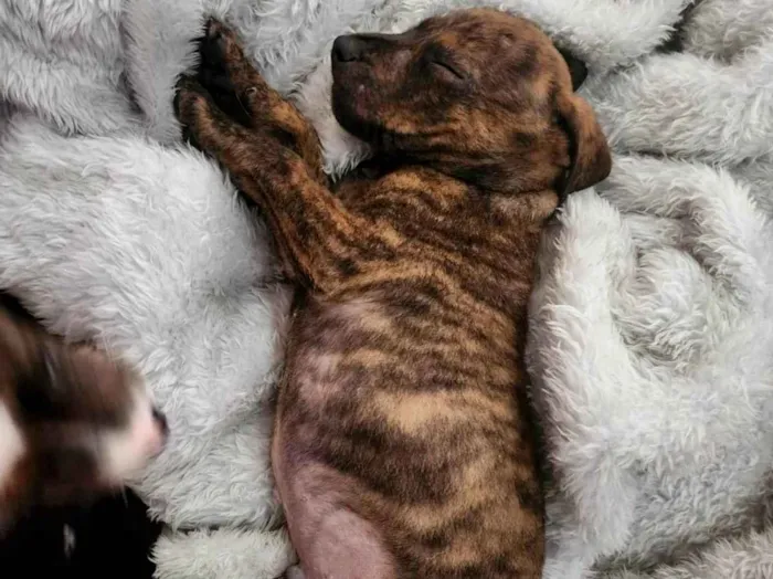 Cachorro ra a SRD-ViraLata idade 2 a 6 meses nome Calvin Klein 