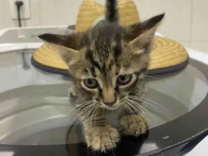 Gato raça SRD idade 2 a 6 meses nome Ainda não tem nome 
