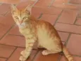 Amarelinho 