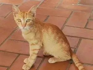 Gato raça SRD idade 7 a 11 meses nome Amarelinho 