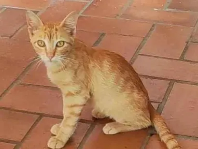 Gato raça SRD idade 7 a 11 meses nome Amarelinho 