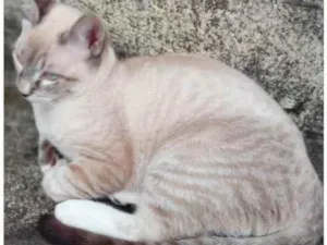 Gato raça SRD-ViraLata idade 7 a 11 meses nome Buzz /Felix e Lince