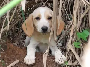 Cachorro raça SRD-ViraLata idade 2 a 6 meses nome Lola