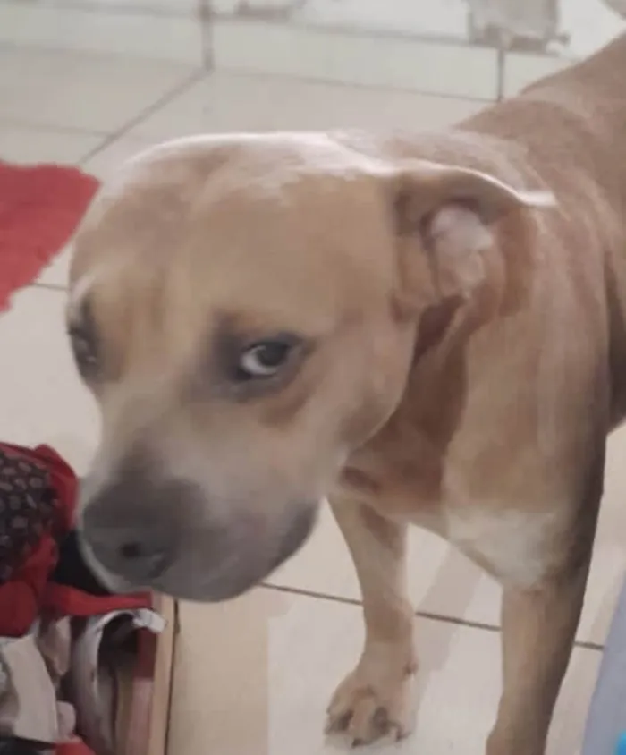 Cachorro ra a Pitbull idade 7 a 11 meses nome Enzo 