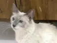 Pamela
