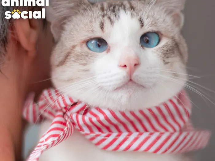 Gato ra a SRD-ViraLata idade 1 ano nome BENTO