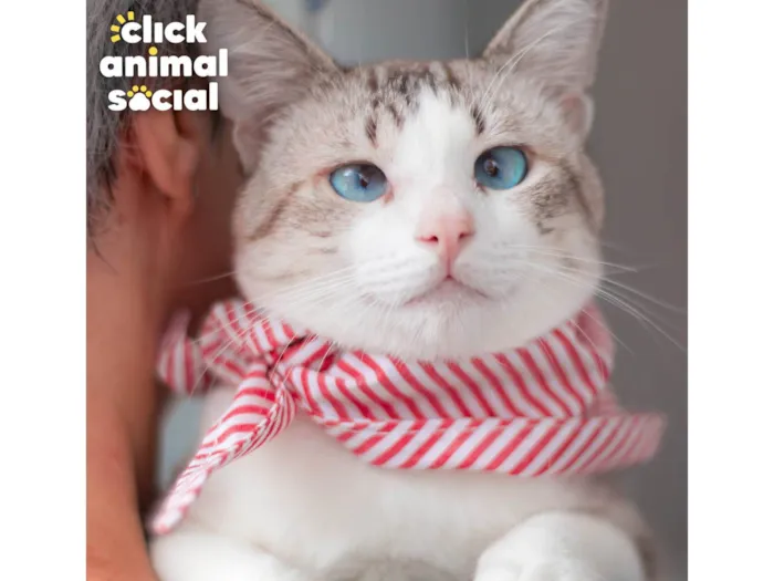 Gato ra a SRD-ViraLata idade 1 ano nome BENTO
