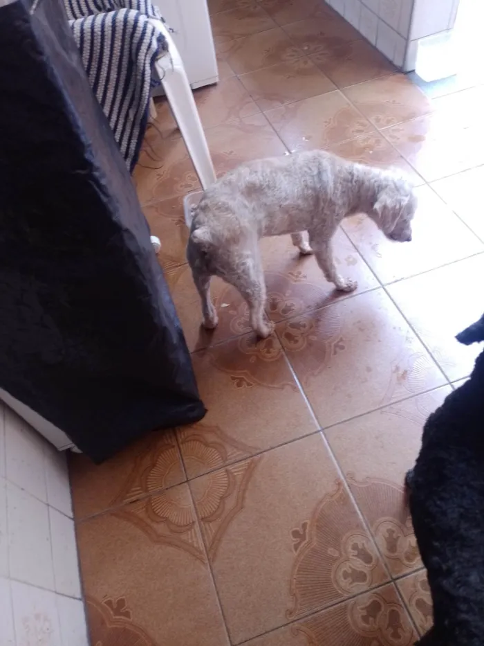 Cachorro ra a Poodle idade 6 ou mais anos nome Preto