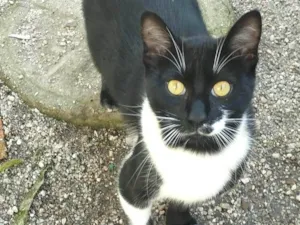 Gato raça SRD-ViraLata idade 7 a 11 meses nome Bigodes 
