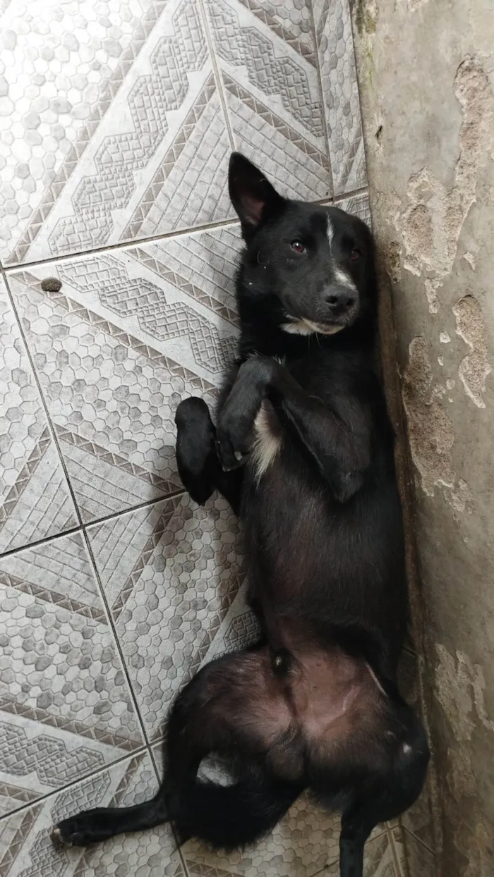 Cachorro ra a SRD-ViraLata idade 1 ano nome Bob