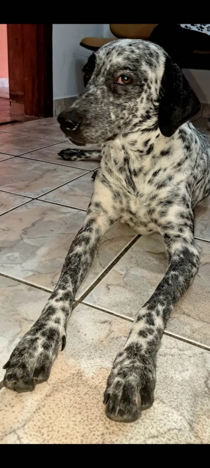 Cachorro ra a Dálmata  idade 2 anos nome Izza