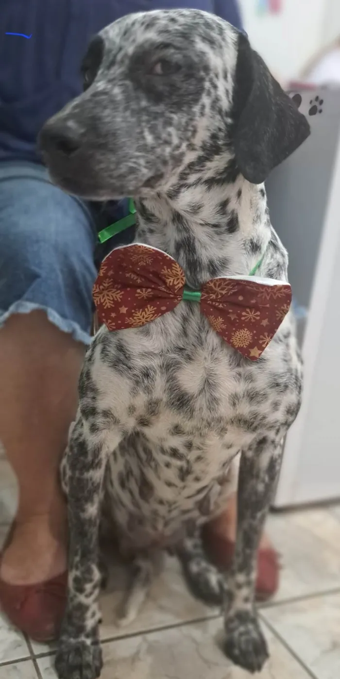 Cachorro ra a Dálmata  idade 2 anos nome Izza