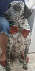 Izza