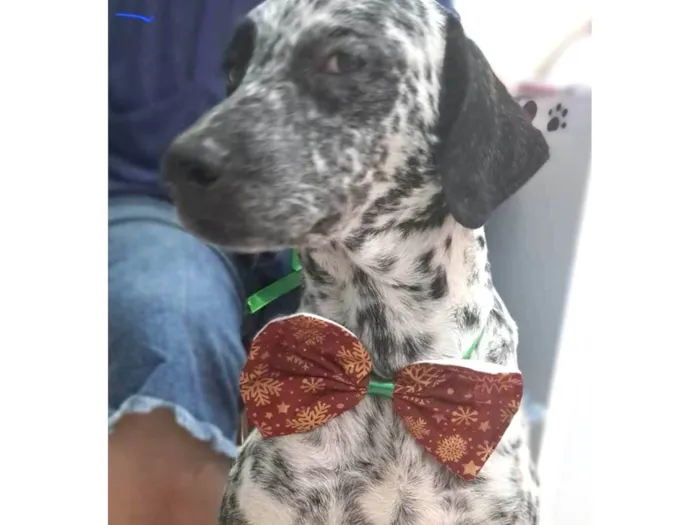 Cachorro ra a Dálmata  idade 2 anos nome Izza