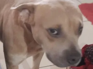 Cachorro raça Pitbull idade 7 a 11 meses nome Enzo 