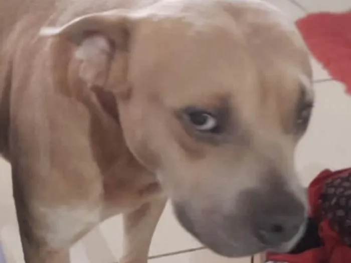 Cachorro ra a Pitbull idade 7 a 11 meses nome Enzo 