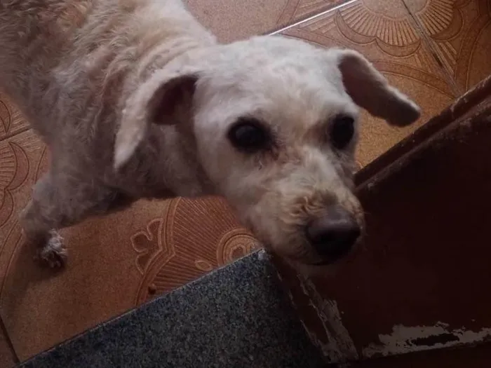 Cachorro ra a Poodle idade 6 ou mais anos nome Preto