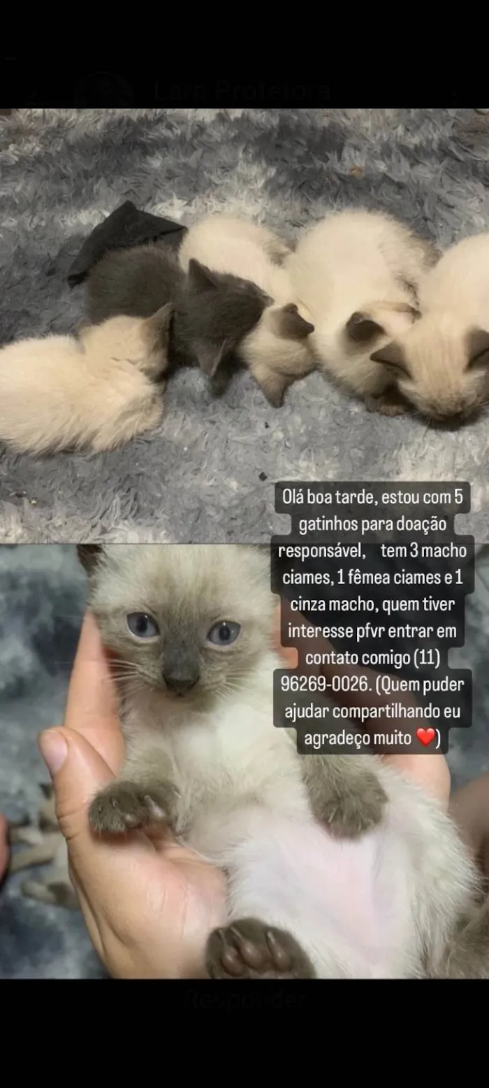 Gato ra a SRD-ViraLata idade 2 a 6 meses nome Anjinhos