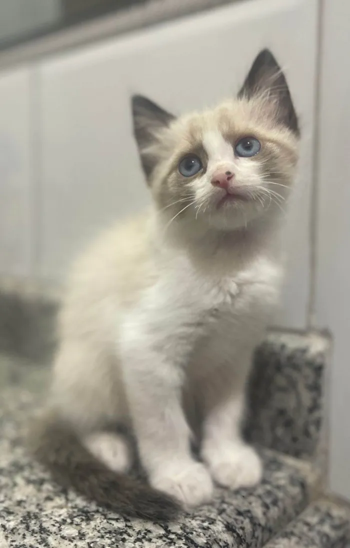Gato ra a SRD-ViraLata idade Abaixo de 2 meses nome Pudim
