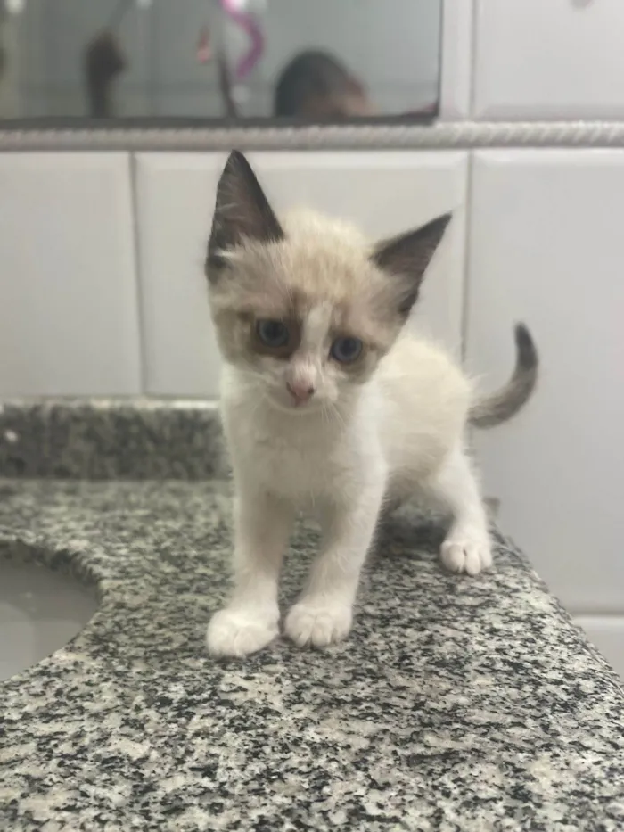 Gato ra a SRD-ViraLata idade Abaixo de 2 meses nome Pudim