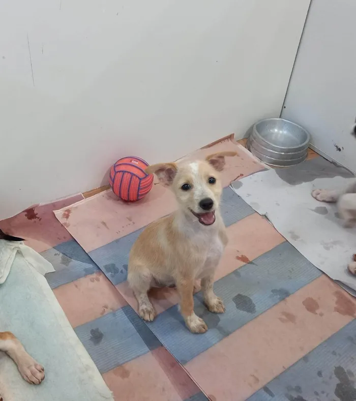 Cachorro ra a SRD-ViraLata idade 2 a 6 meses nome Micael
