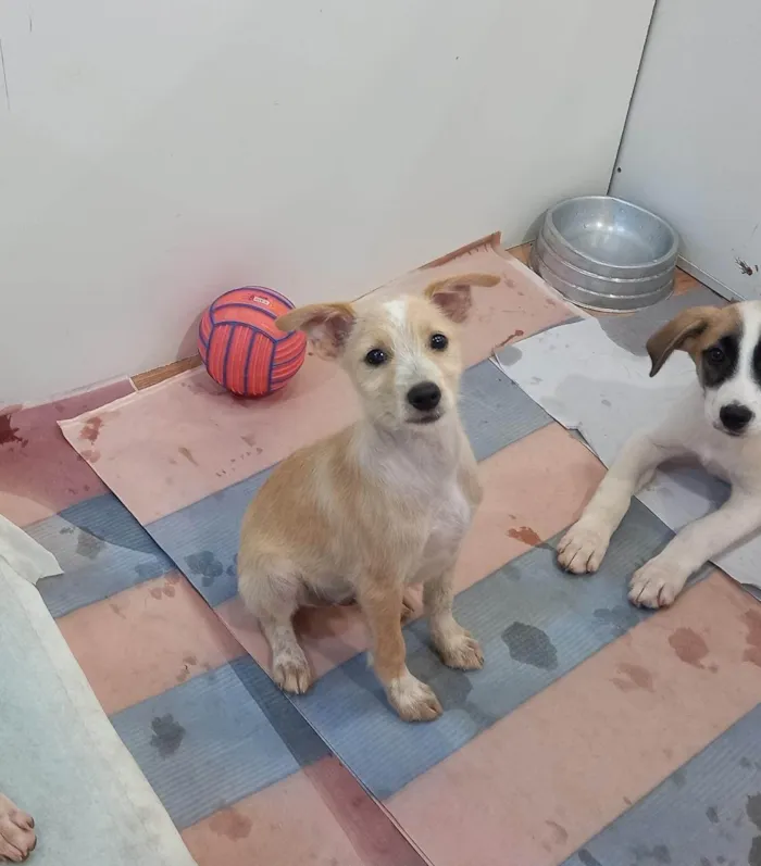 Cachorro ra a SRD-ViraLata idade 2 a 6 meses nome Micael