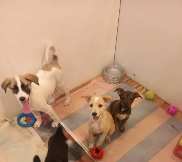 Cachorro ra a SRD-ViraLata idade 2 a 6 meses nome Micael