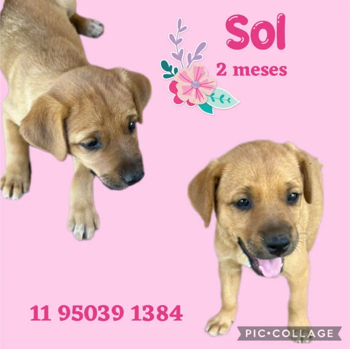 Cachorro ra a  idade Abaixo de 2 meses nome Sol