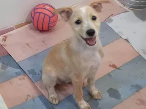Cachorro raça SRD-ViraLata idade 2 a 6 meses nome Micael