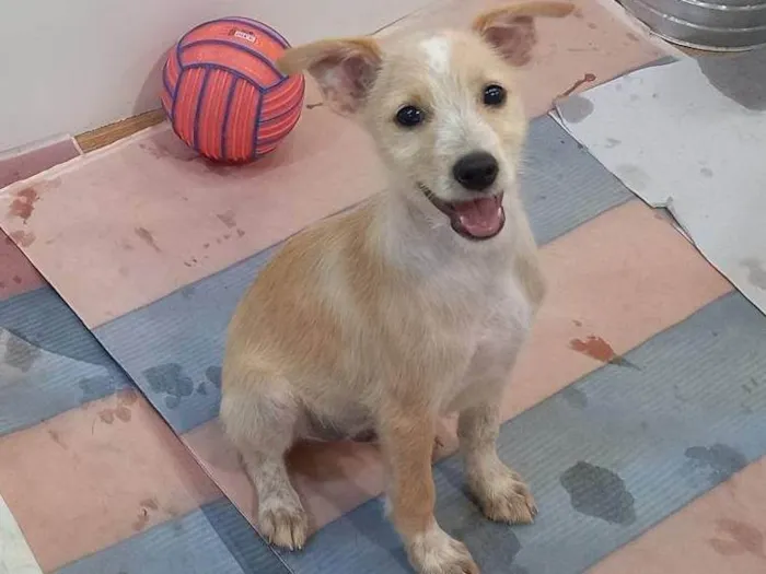 Cachorro ra a SRD-ViraLata idade 2 a 6 meses nome Micael