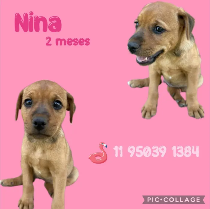 Cachorro ra a  idade Abaixo de 2 meses nome Nina