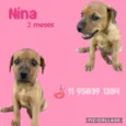 Nina