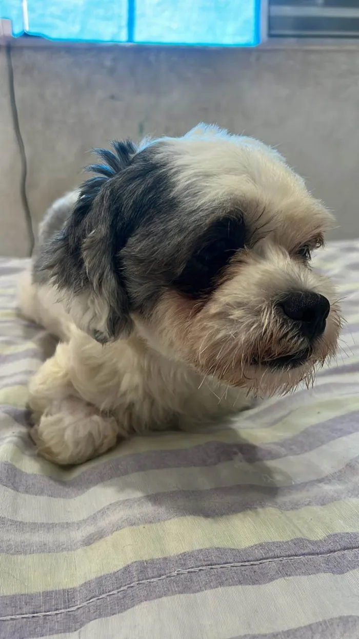 Cachorro ra a  idade 3 anos nome bidu