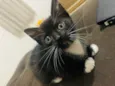 Doa se gatinhas