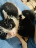 Doa se gatinhas