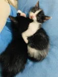 Doa se gatinhas