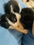 Doa se gatinhas