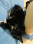 Doa se gatinhas