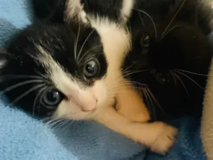 Gato raça SRD-ViraLata idade 2 a 6 meses nome Doa se gatinhas 