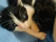 Doa se gatinhas