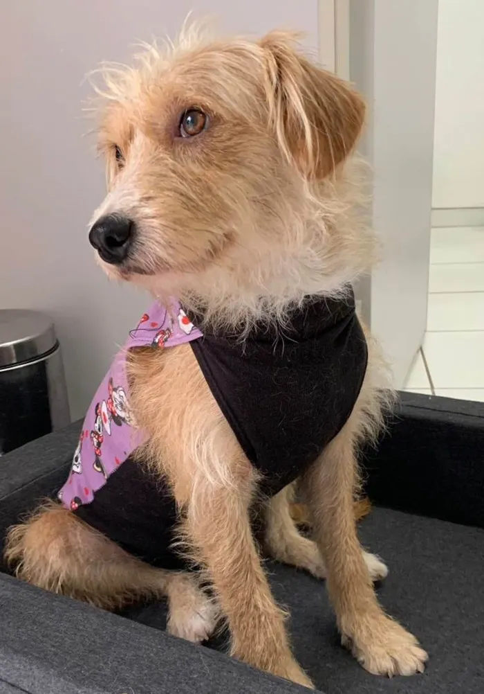 Cachorro ra a SRD-ViraLata idade 1 ano nome SARAH (CASTRADA)