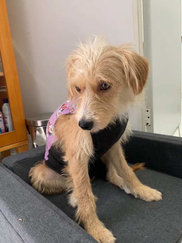 Cachorro ra a SRD-ViraLata idade 1 ano nome SARAH (CASTRADA)