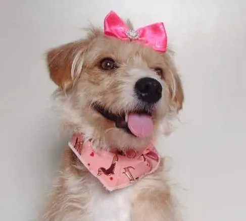 Cachorro ra a SRD-ViraLata idade 1 ano nome SARAH (CASTRADA)
